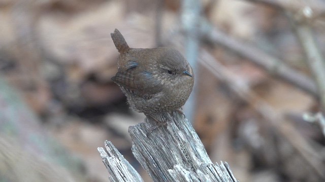 Winter Wren - ML648849744