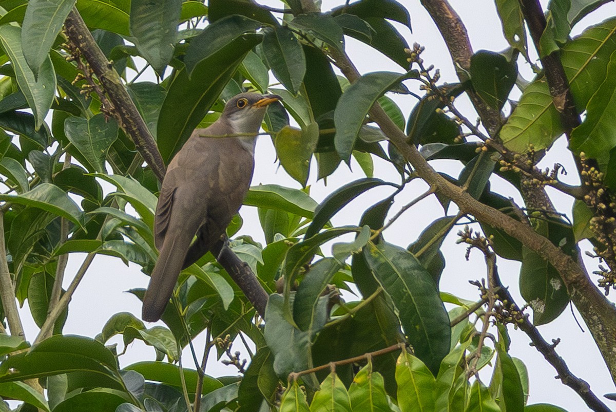 Yellow-billed Cuckoo - ML648849781