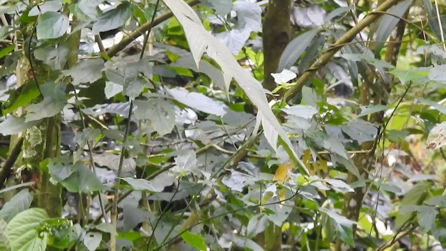 Canada Warbler - ML648849811