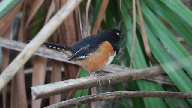 Eastern Towhee - ML648849953
