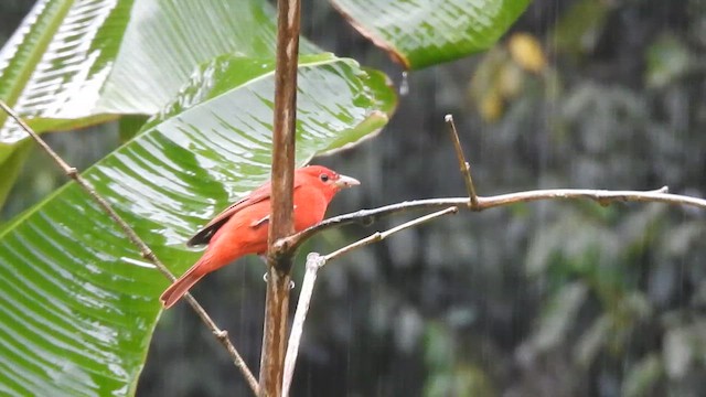 Summer Tanager - ML648850024