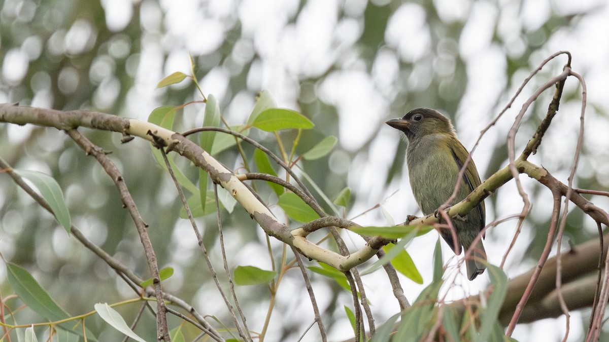 Green Barbet (Misuku Hills) - ML648850031