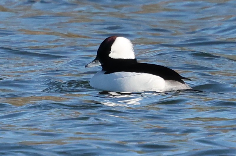 Bufflehead - ML648850306