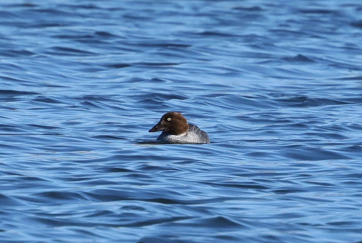Common Goldeneye - ML648850350