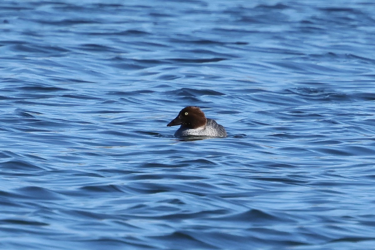 Common Goldeneye - ML648850351