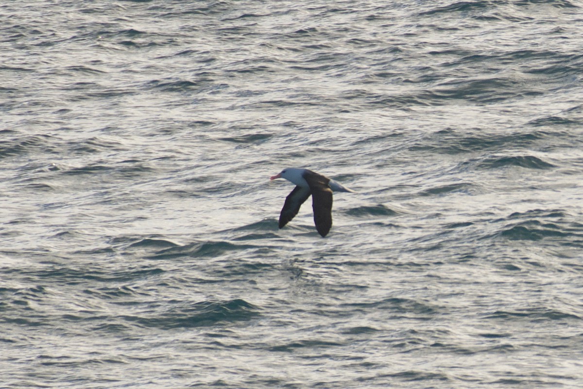 Black-browed Albatross - Ben Davis