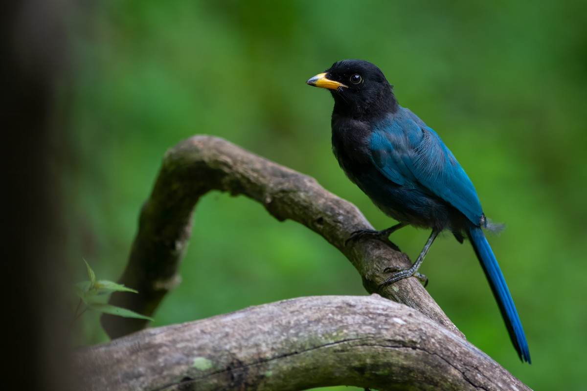 ヤマヌレバカケス - ML648850723