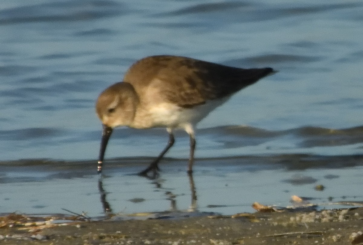 Gambecchio dell'Alaska - ML648851093