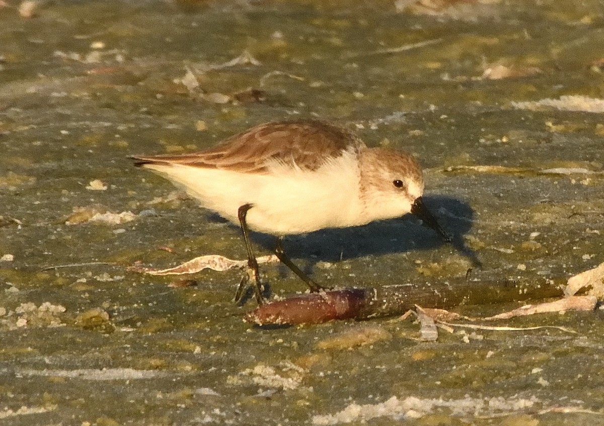 Gambecchio dell'Alaska - ML648851120