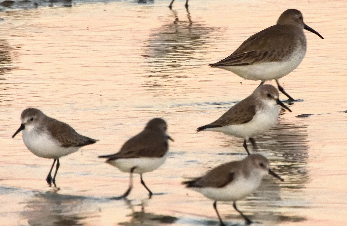 Gambecchio dell'Alaska - ML648851143