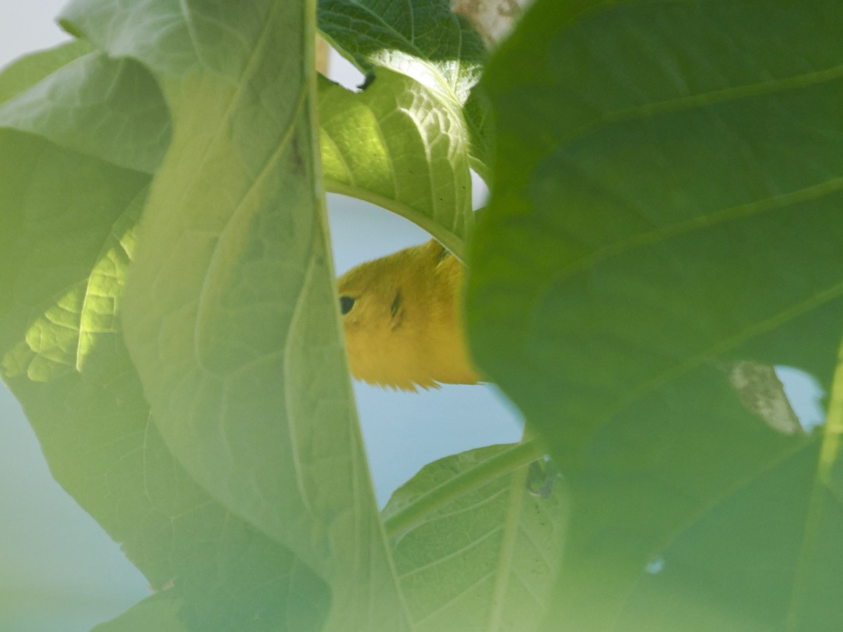 Protonoter Ötleğeni - ML648851187