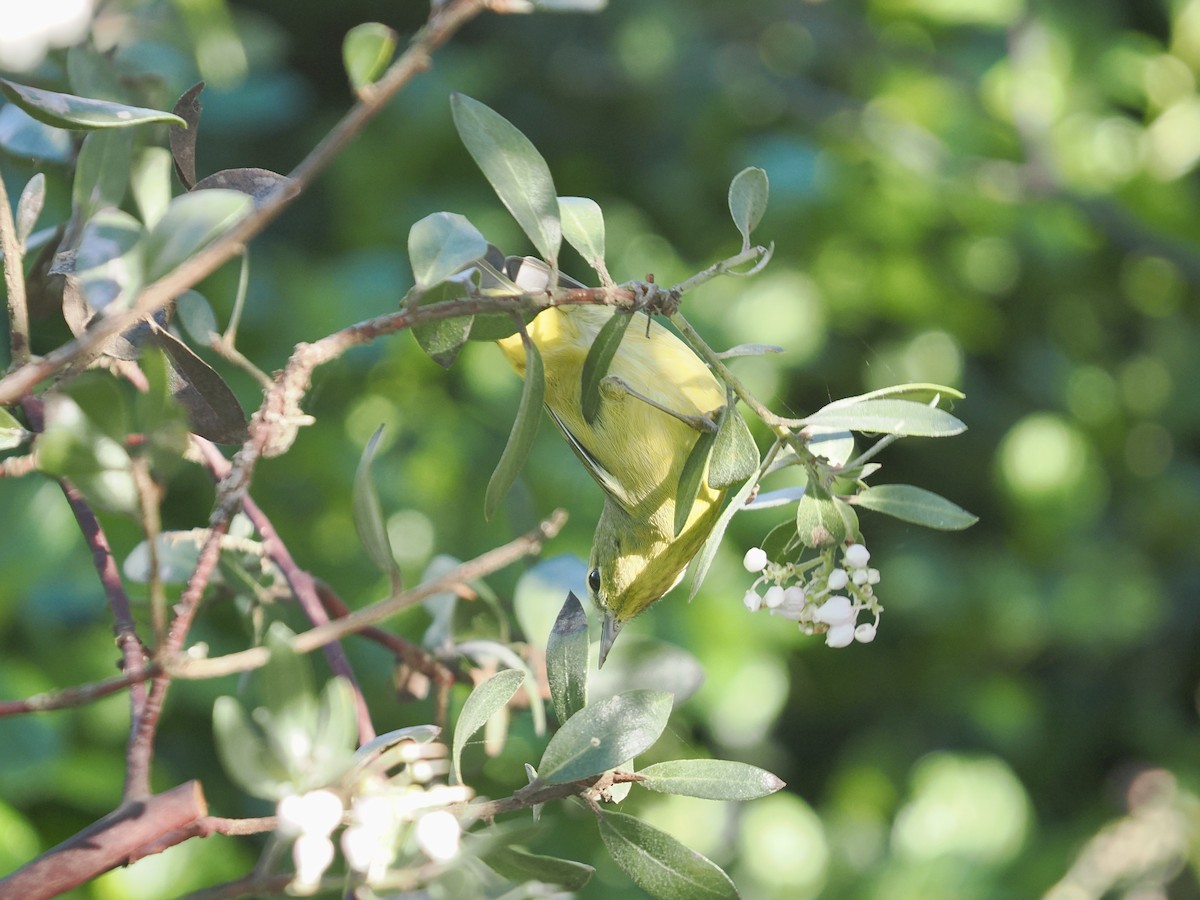 Turuncu Taçlı Ötleğen - ML648851192