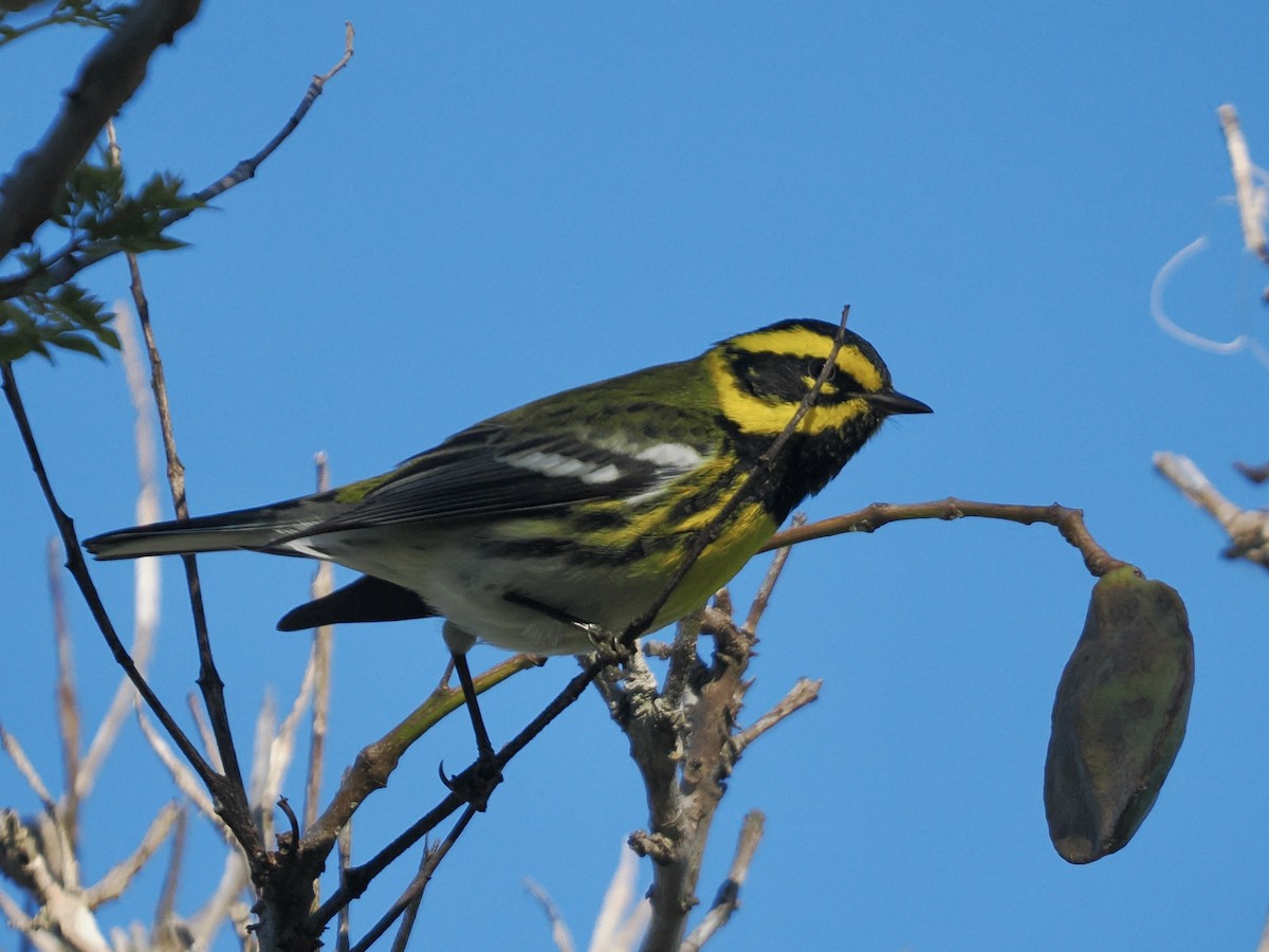 Townsend Ötleğeni - ML648851209