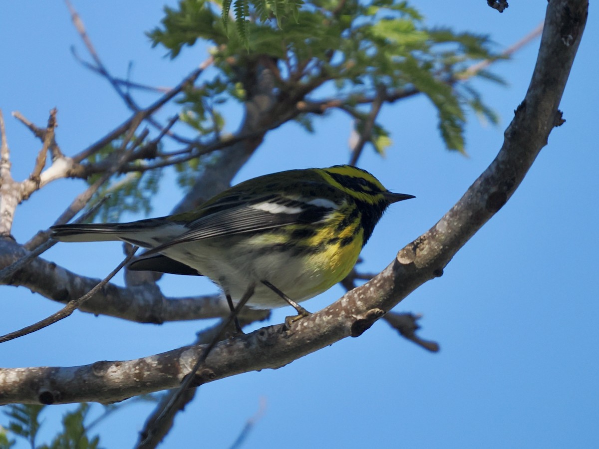 Townsend Ötleğeni - ML648851214