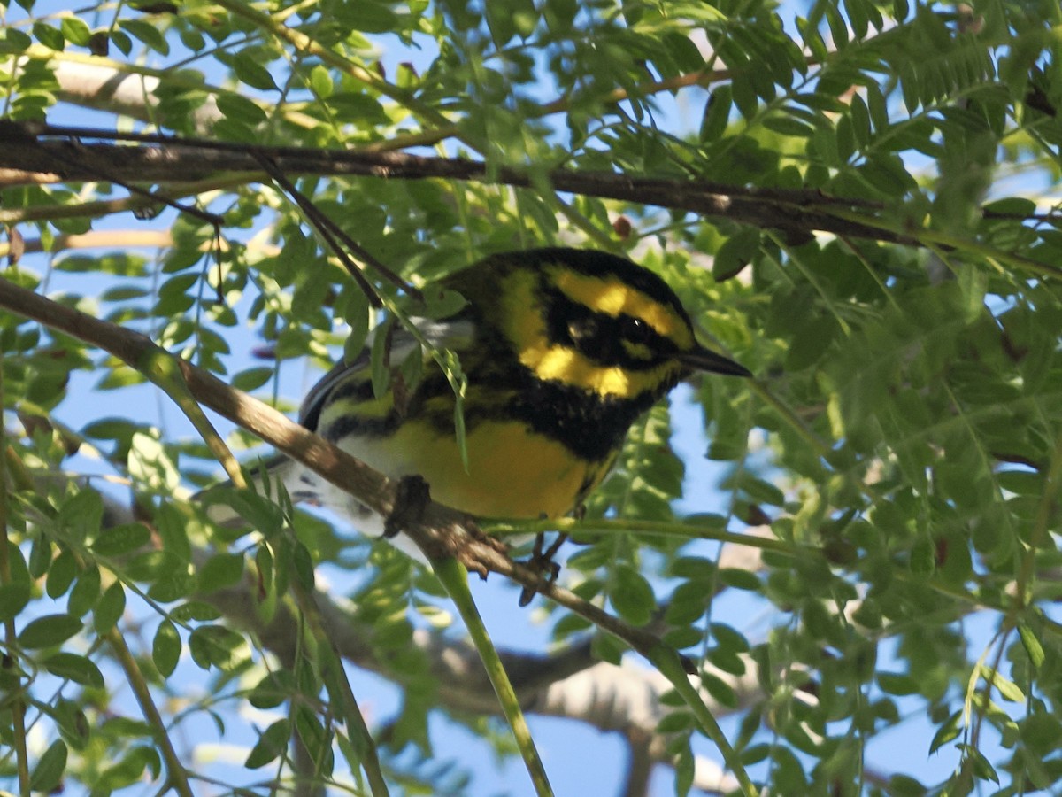 Townsend Ötleğeni - ML648851227