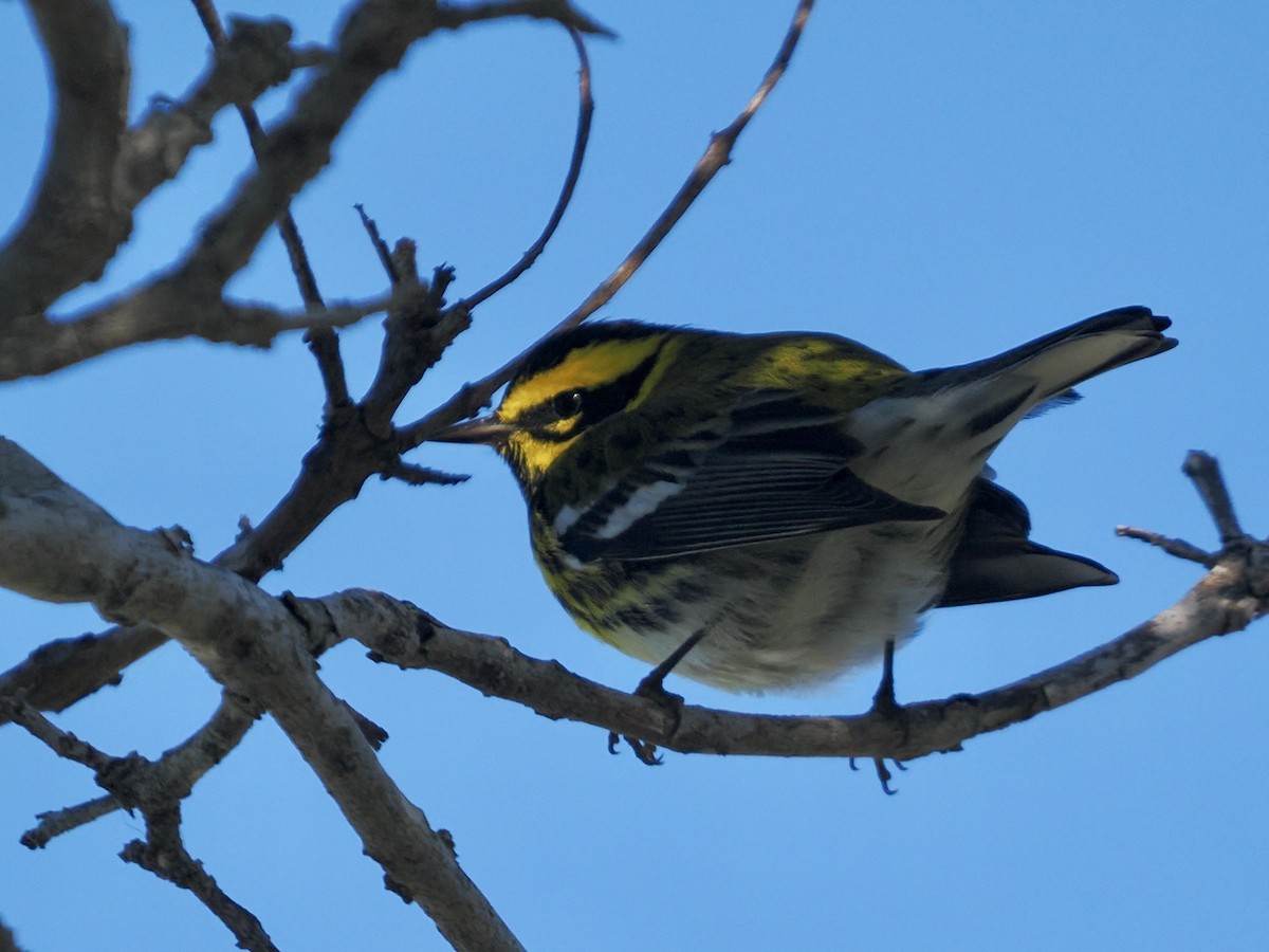 Townsend Ötleğeni - ML648851230