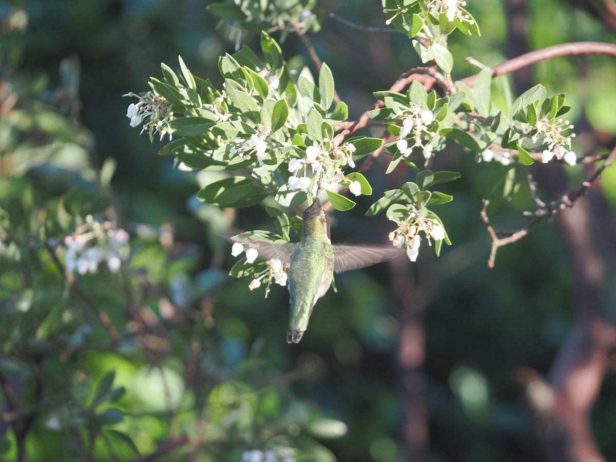 Anna Kolibrisi - ML648851259