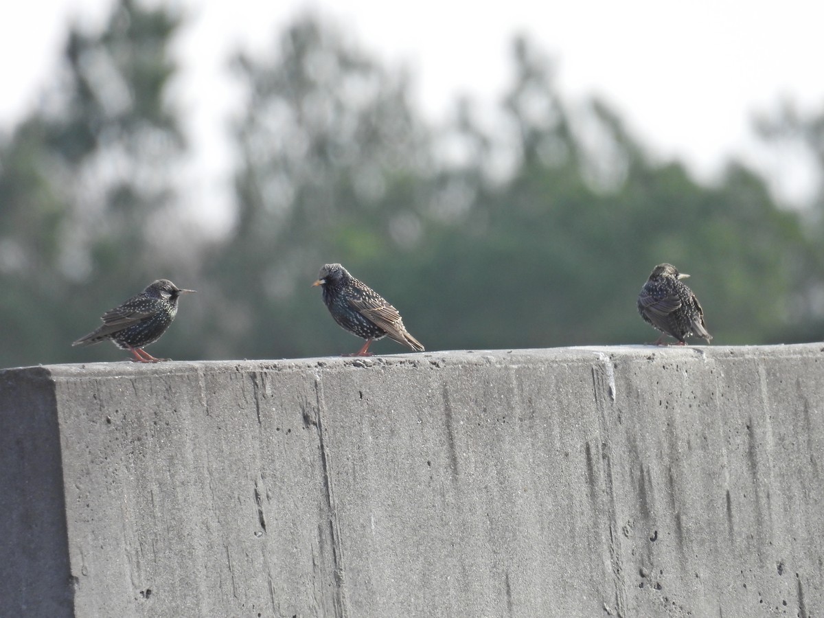 European Starling - ML648851733