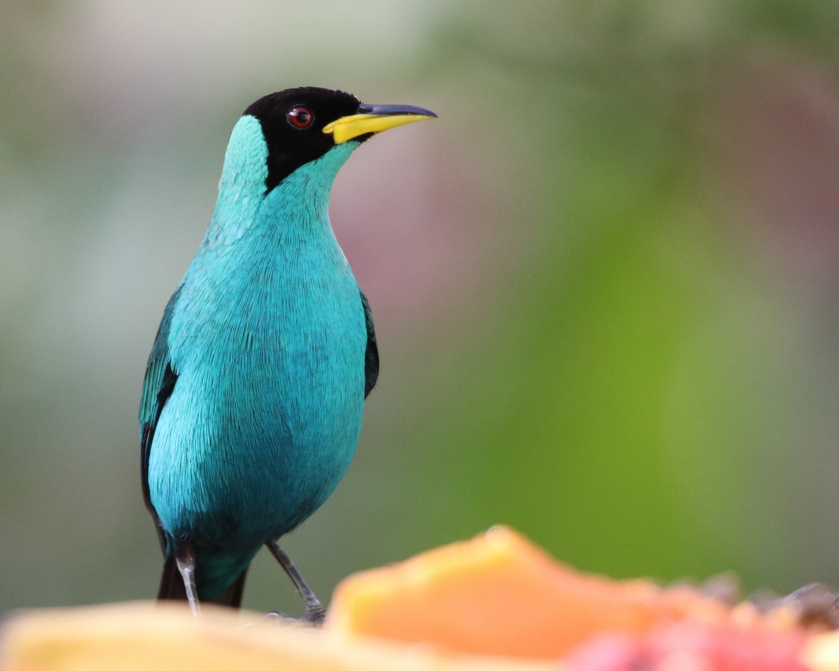 Green Honeycreeper - ML648852369