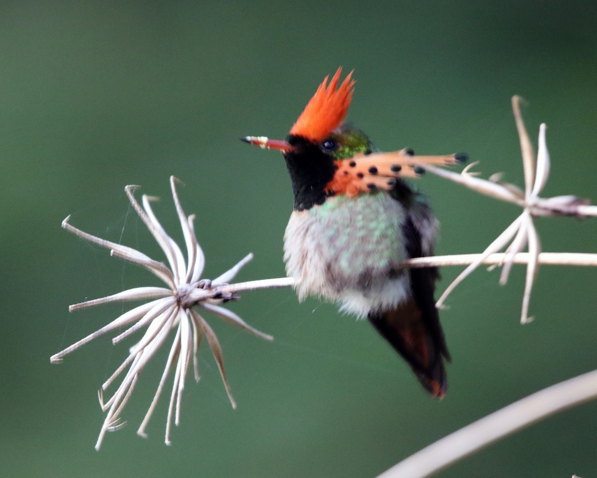 Tufted Coquette - ML648852411