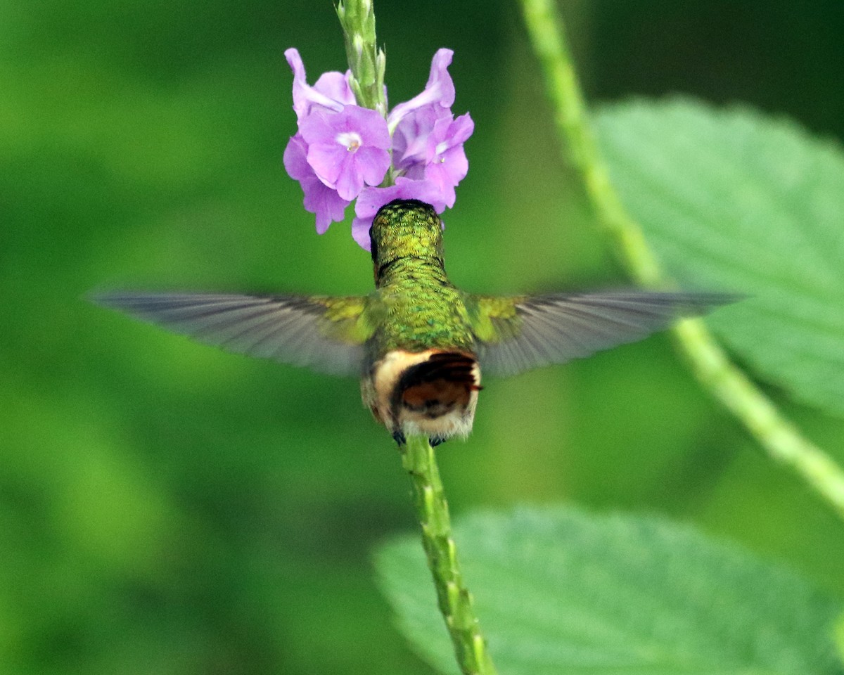 Tufted Coquette - ML648852412