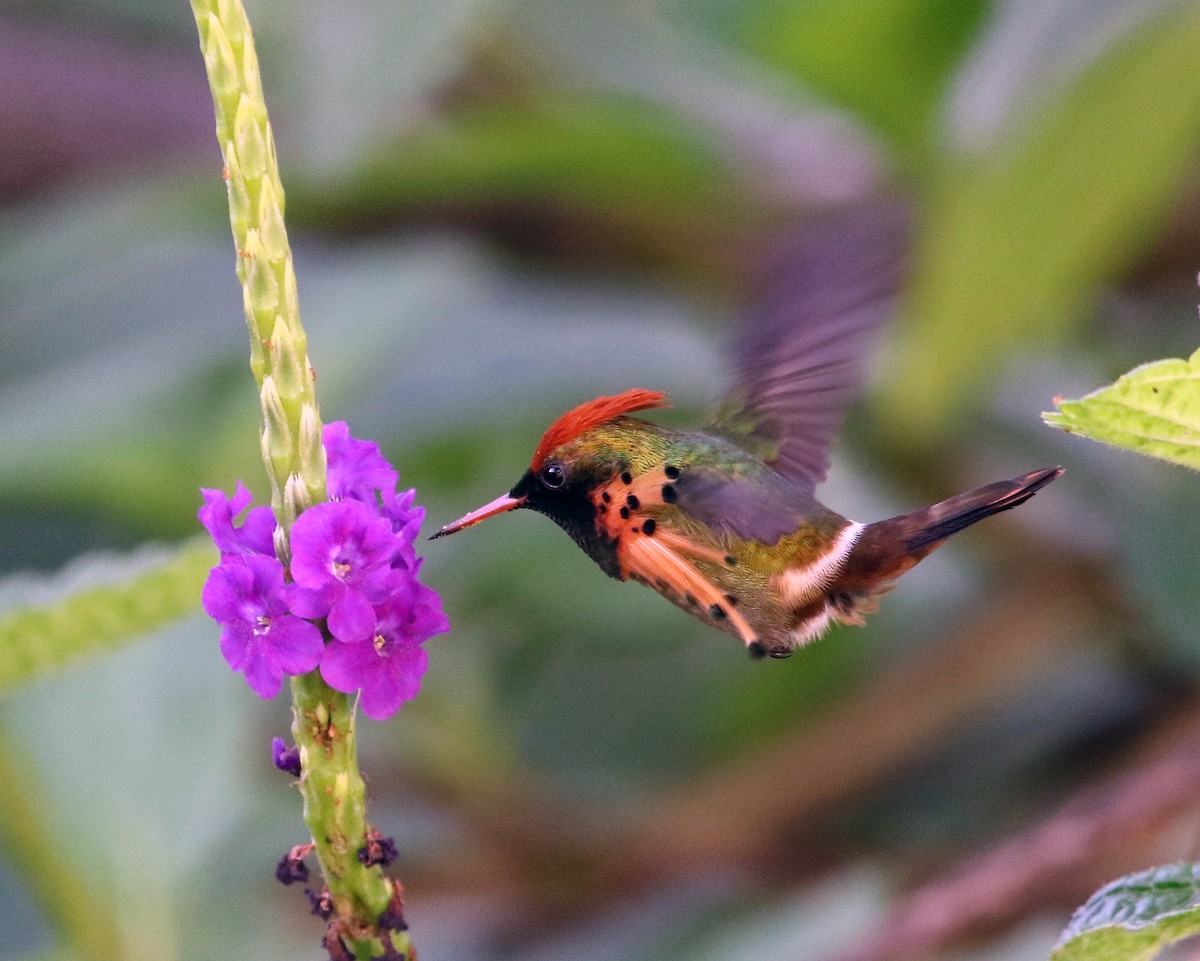 Tufted Coquette - ML648852417
