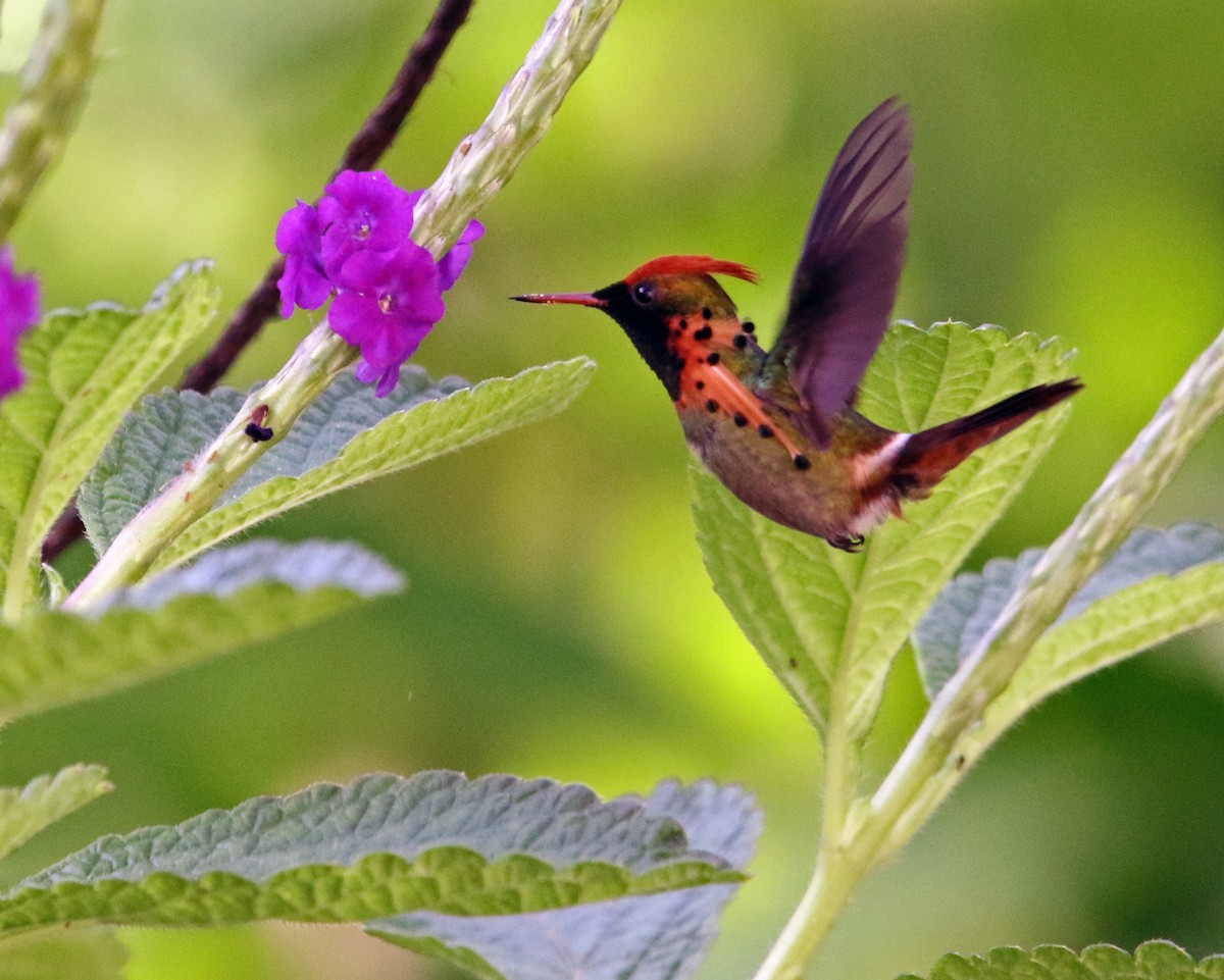 Tufted Coquette - ML648852419