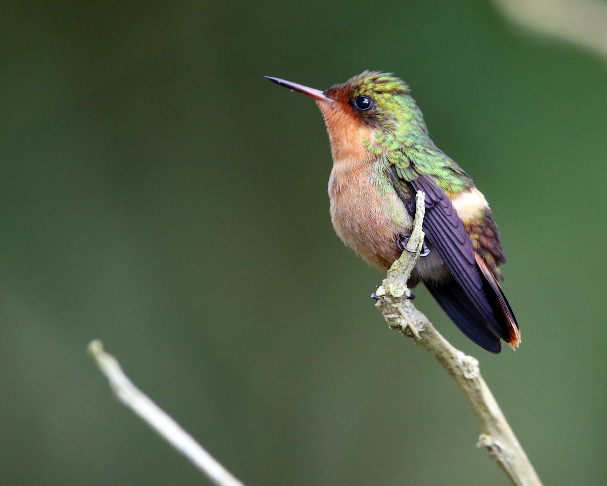 Tufted Coquette - ML648852420