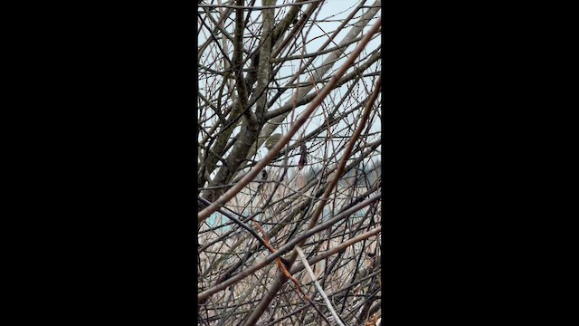 Золотомушка рубіновочуба - ML648852746