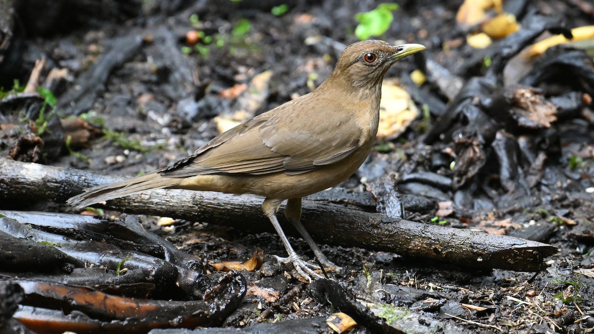 Kil Rengi Ardıç - ML648852948