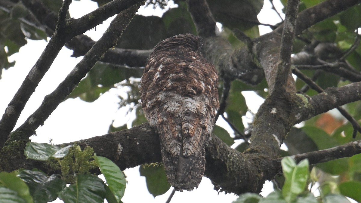 Büyük Putu - ML648852955