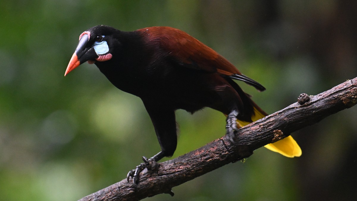 Montezuma Oropendulası - ML648852974