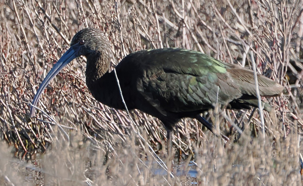 Ak Yüzlü Çeltikçi - ML648852994