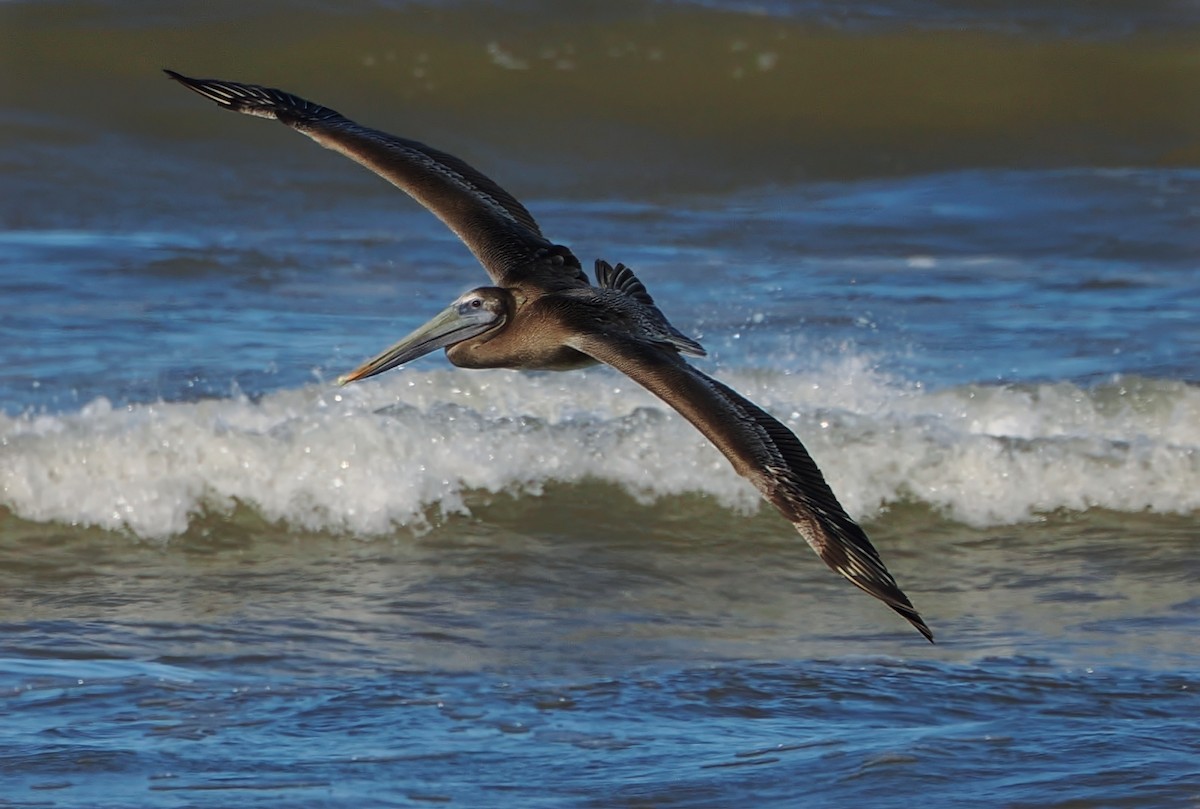 Kahverengi Pelikan - ML648853003