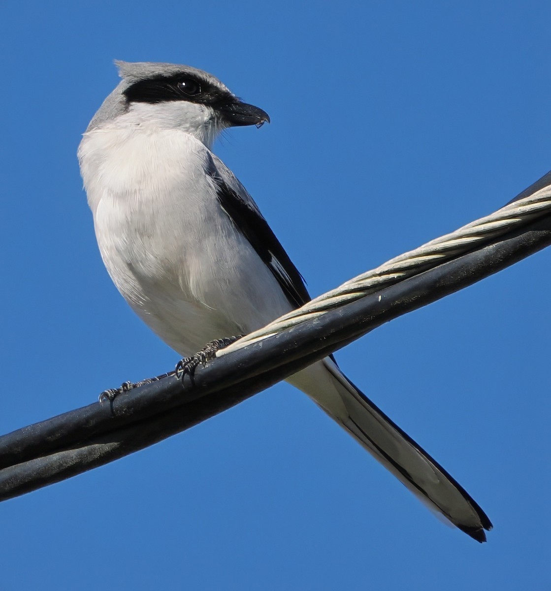 Amerika Örümcekkuşu - ML648853018