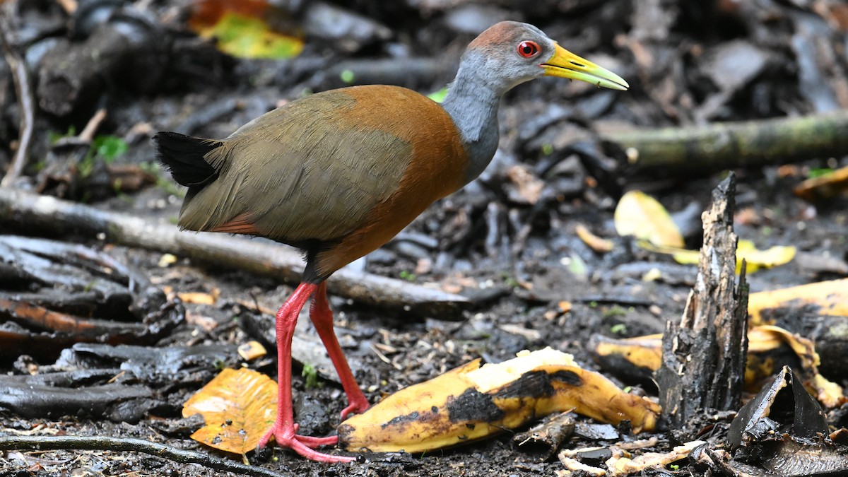 Kızıl Enseli Orman Kılavuzu - ML648853019