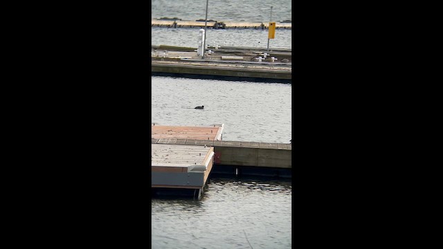 American Coot - ML648853135