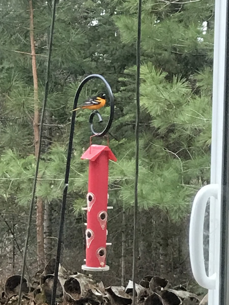 Балтиморский трупиал - ML648853380