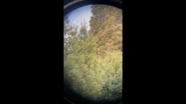 Golden-crowned Kinglet - ML648853434