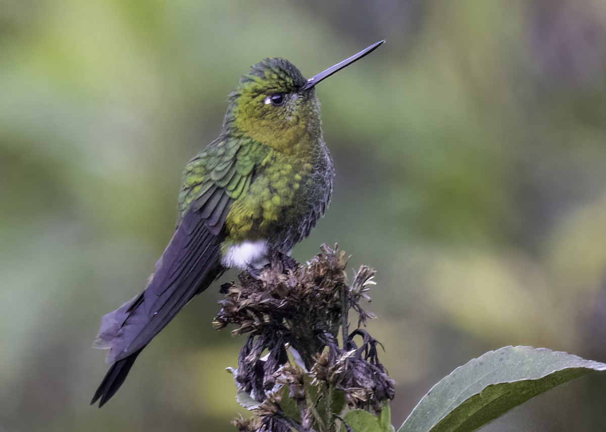 Golden-breasted Puffleg - ML648853500