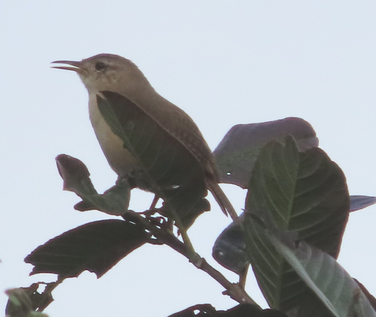 Southern House Wren - ML648853542