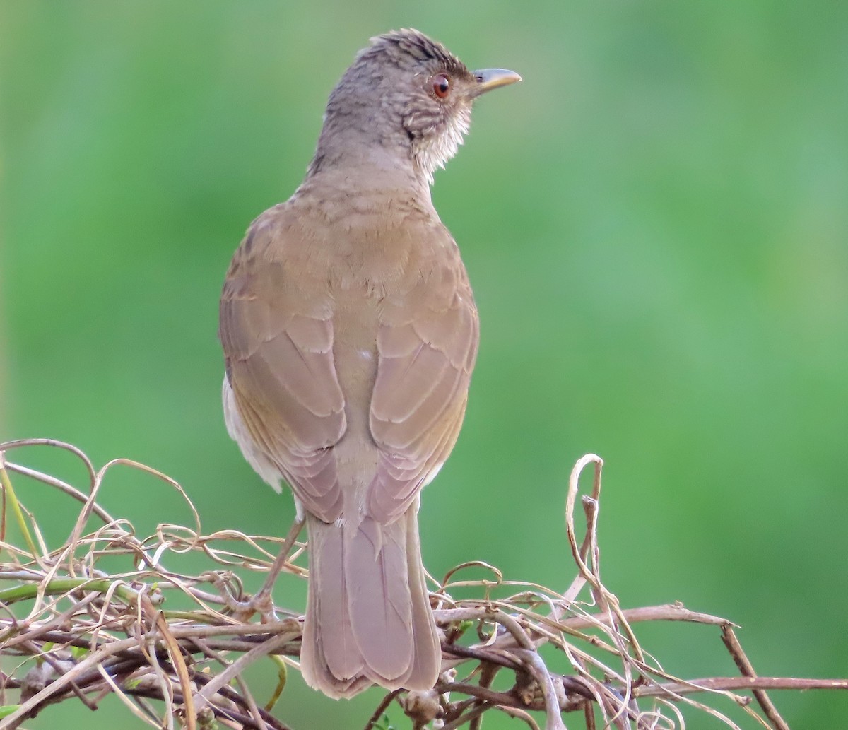 Pale-breasted Thrush - ML648853566