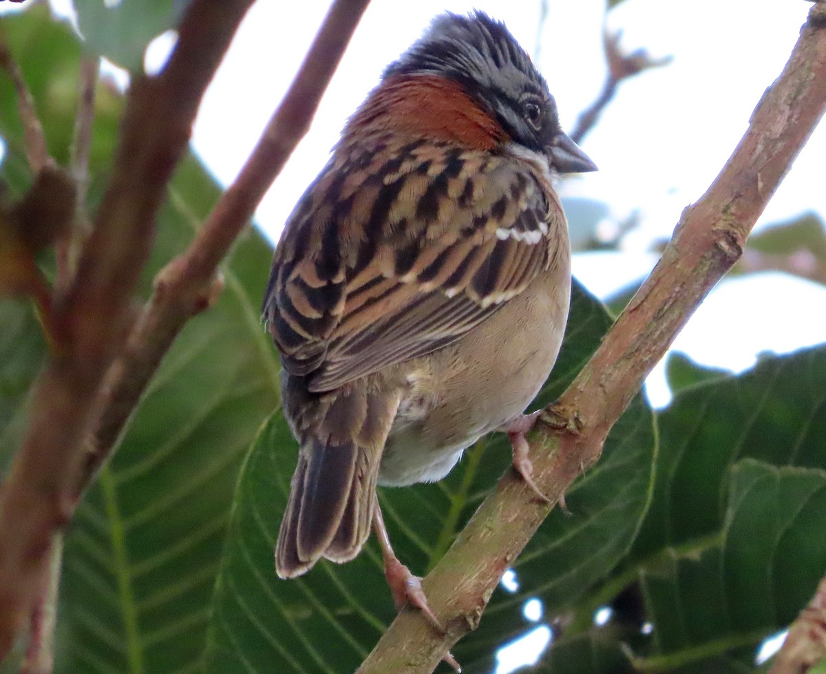 Rufous-collared Sparrow - ML648853580