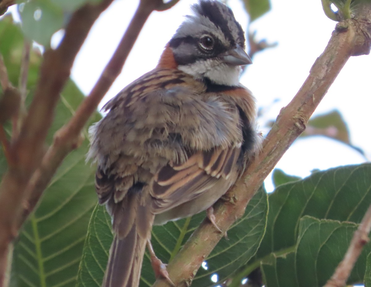 Rufous-collared Sparrow - ML648853581