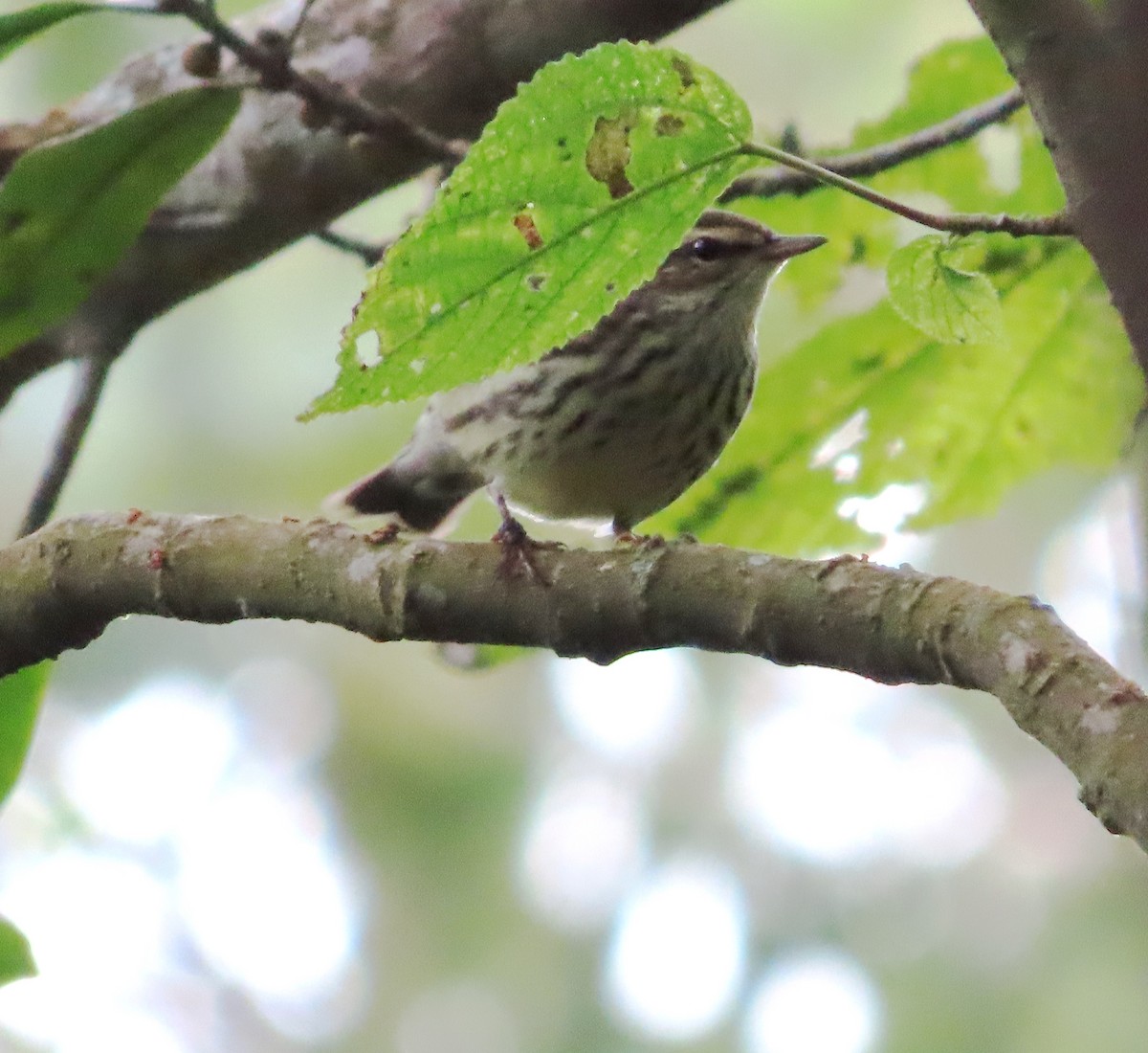 Northern Waterthrush - ML648853664