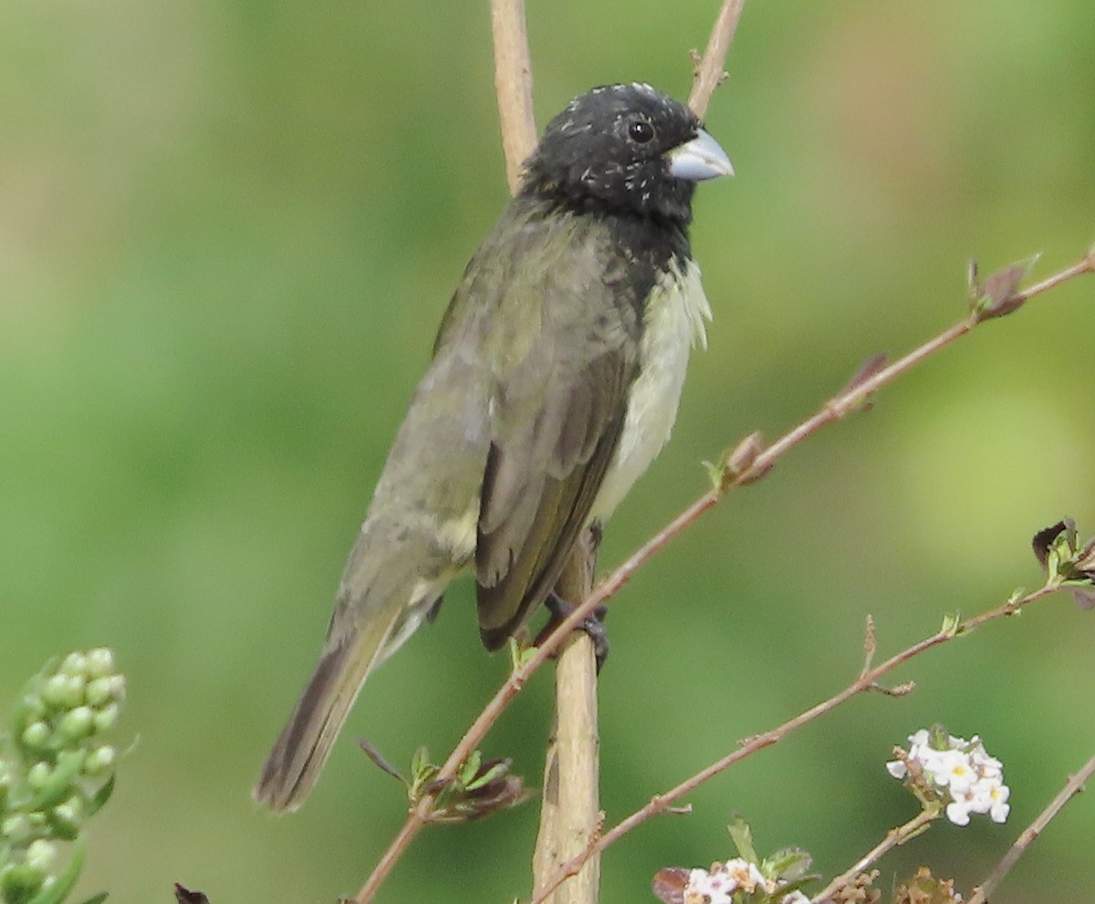 Yellow-bellied Seedeater - ML648853679