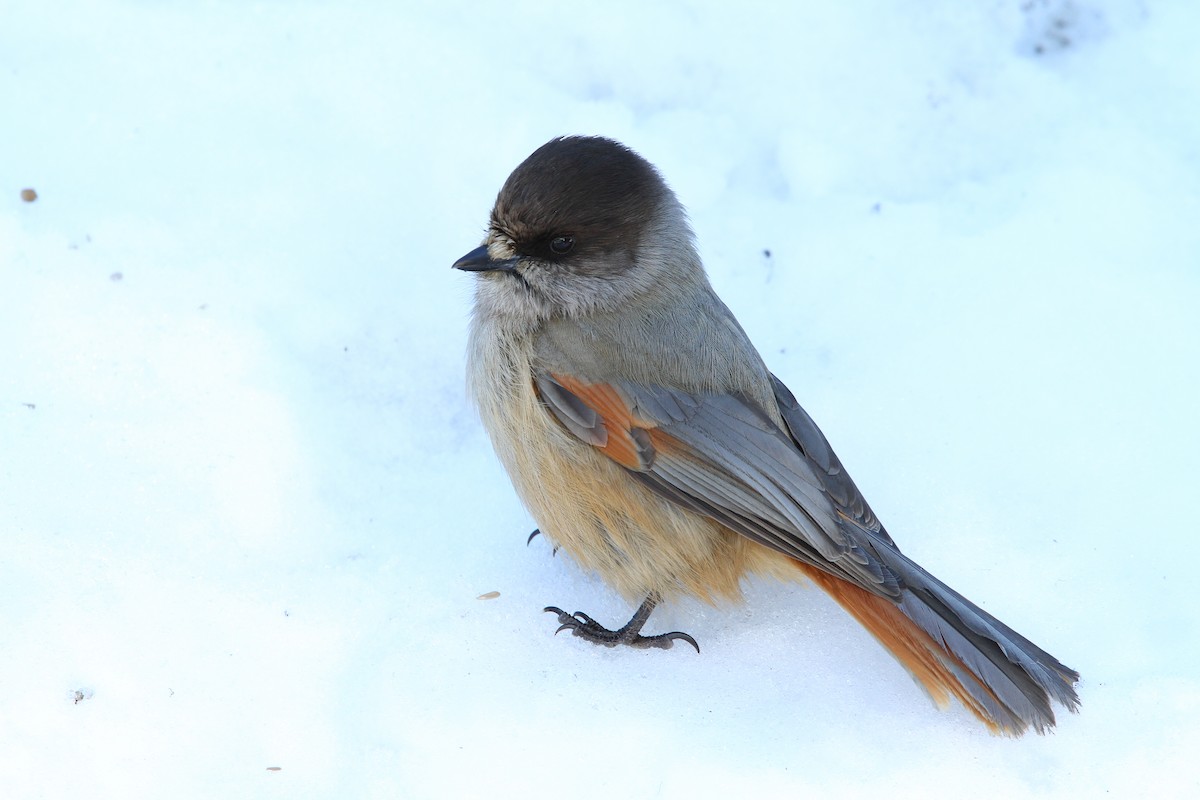 Siberian Jay - ML64885371