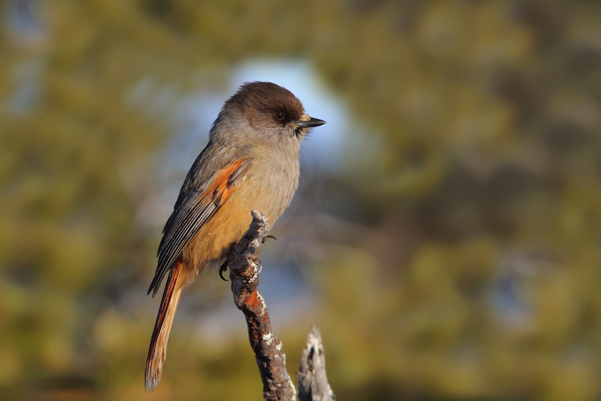 Siberian Jay - ML64885381