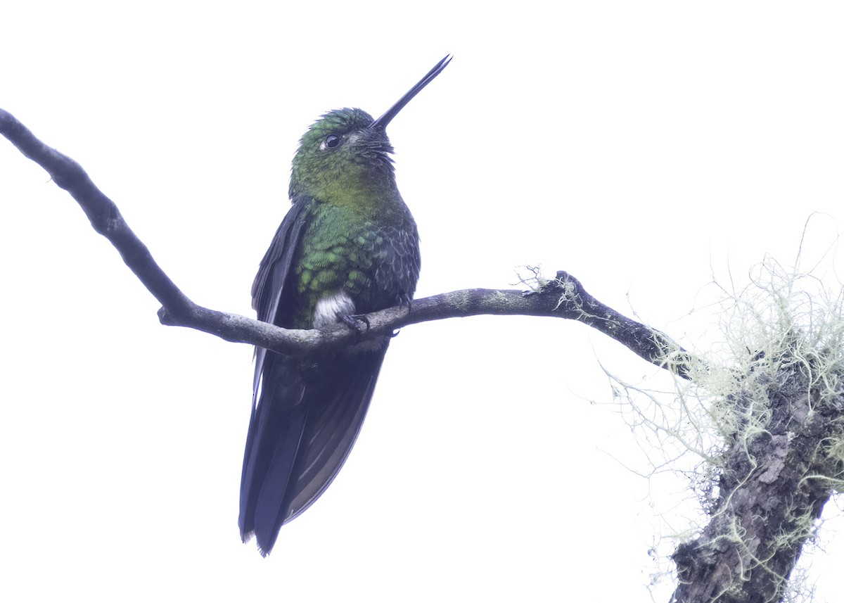 Golden-breasted Puffleg - ML648853933