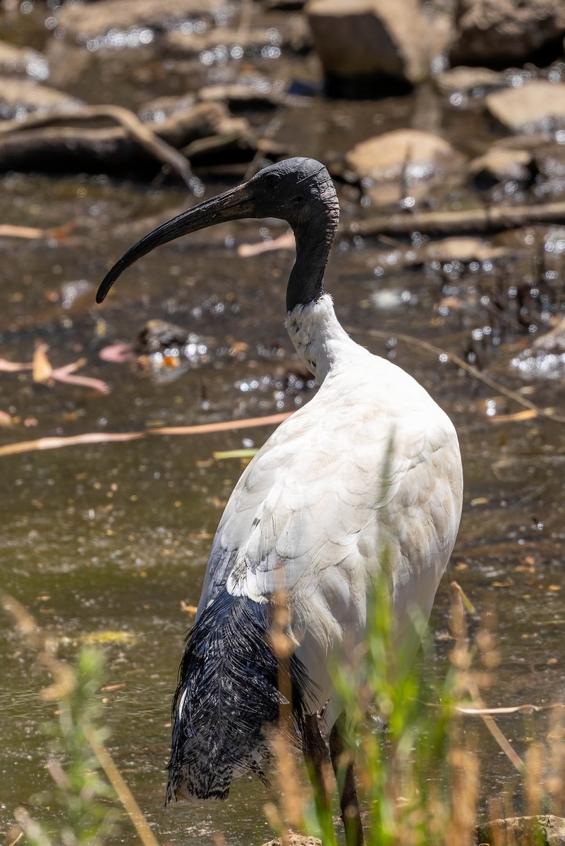 Ібіс молуцький - ML648854087